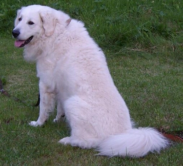 Ungarischer Kuvasz 